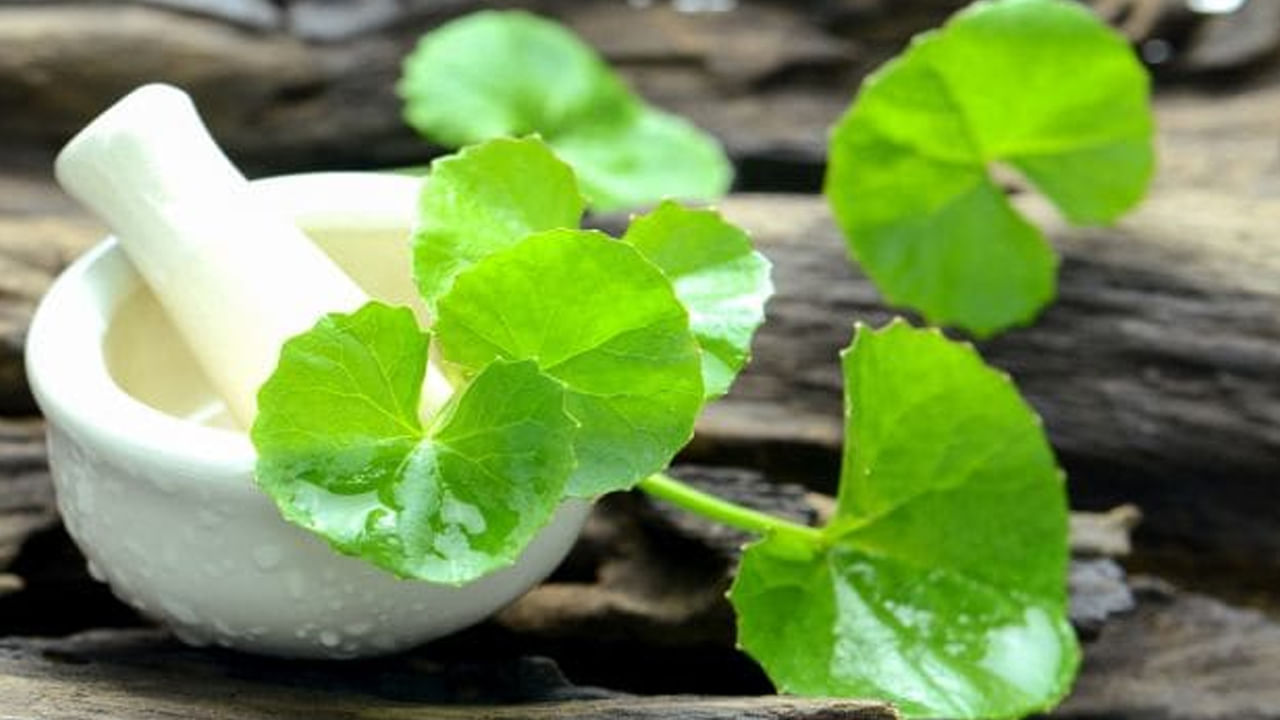 బ్రహ్మీ అభిజ్ఞా పనితీరును మెరుగుపర్చడంలో సహాయపడుతుంది. ఏకాగ్రతను పెంచుతుంది. జ్ఞాపకశక్తి రెట్టింపు అవుతుంది. ఒత్తిడి తగ్గుతుంది. బ్రహ్మీ మూలిక గుండె ఆరోగ్యానికి ఎంతో మేలు చేస్తుంది. కొలెస్ట్రాల్‌ స్థాయిలను కరిగిస్తుంది. హైబీపీని కంట్రోల్ చేస్తుంది.
