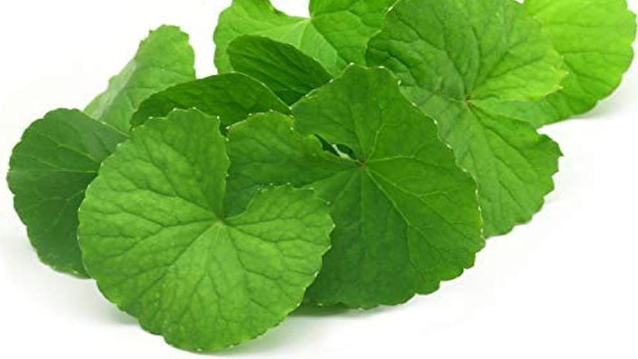 బరువు తగ్గాలనుకునేవారికి బ్రహ్మీ మూలిక మంచి ఎంపిక. బ్రహ్మీ మూలిక జీవక్రియ రేటును పెంచుతుంది. ఆకలిని అదుపులో ఉంచుతుంది. హైబీపీని కంట్రోల్ చేస్తుంది. కాలేయ సంబంధిత సమస్యలను నయం చేస్తుంది. 