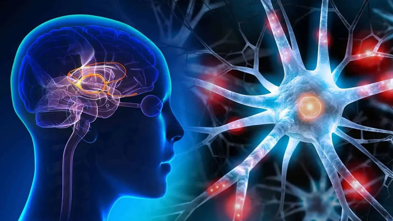 ఈ రక్త వర్గాలు మన శరీరాన్ని ప్రభావితం చేయడమే కాకుండా, మెదడు పనితీరు, జ్ఞాపకశక్తిని కూడా వివిధ మార్గాల్లో ప్రభావితం చేస్తాయి.