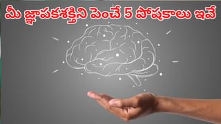 ప్రపంచంలోనే అత్యంత వేగవంతమైన చిరుత ఇదేనట.. దీని జీవిత కాలం ఎంతో తెలుసా?