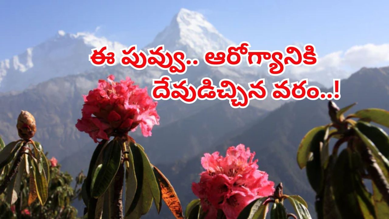హిమాలయాల్లో దొరికే ఈ పువ్వు.. ఆరోగ్యానికి దేవుడిచ్చిన అద్భుత వరం..! – Telugu News | Himalayan red Buransh flower juice turns weak to steel know benefits