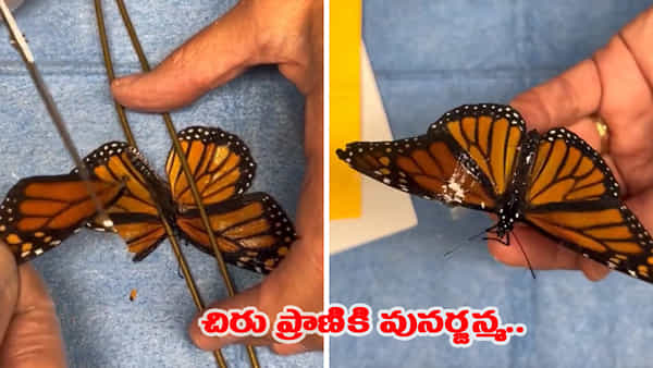 Video: నువ్వు దేవుడివి సామి.. రెక్క మార్పిడితో సీతాకోకచిలుకకు పునర్జన్మ..