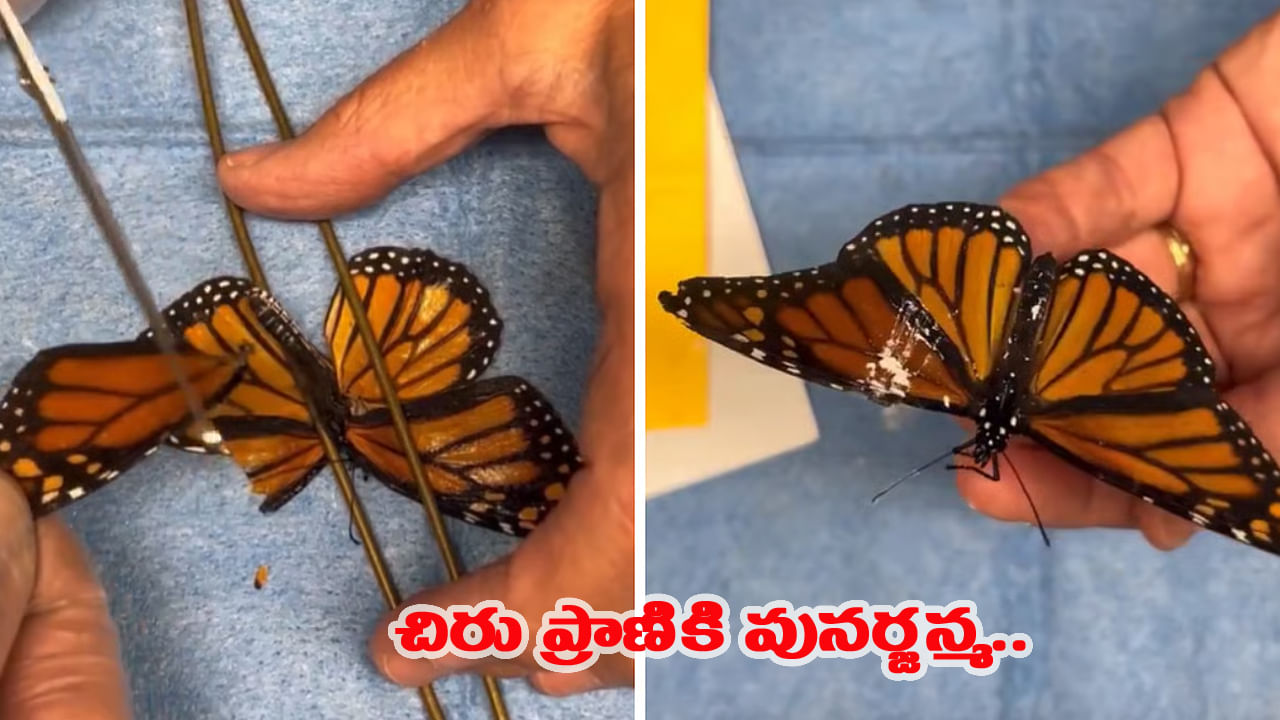 Video: నువ్వు దేవుడివి సామి.. 'రెక్క మార్పిడి'తో సీతాకోకచిలుకకు పునర్జన్మ..
