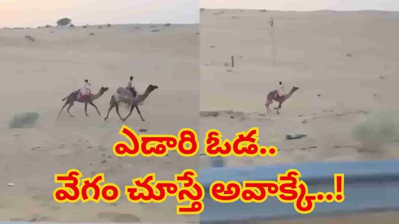 Watch: ఒంటెను ఎడారి ఓడ కాదు.. బుల్లెట్‌ అని బ్రో..!  ఈ వీడియో చూస్తే ఔరా అనాల్సిందే..
