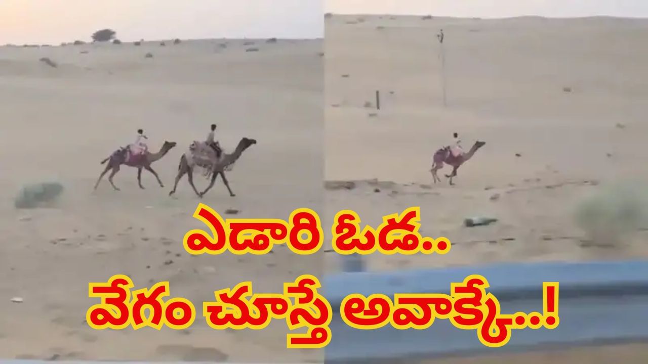 Watch: ఒంటెను ఎడారి ఓడ కాదు.. బుల్లెట్‌ అని బ్రో..!  ఈ వీడియో చూస్తే ఔరా అనాల్సిందే..