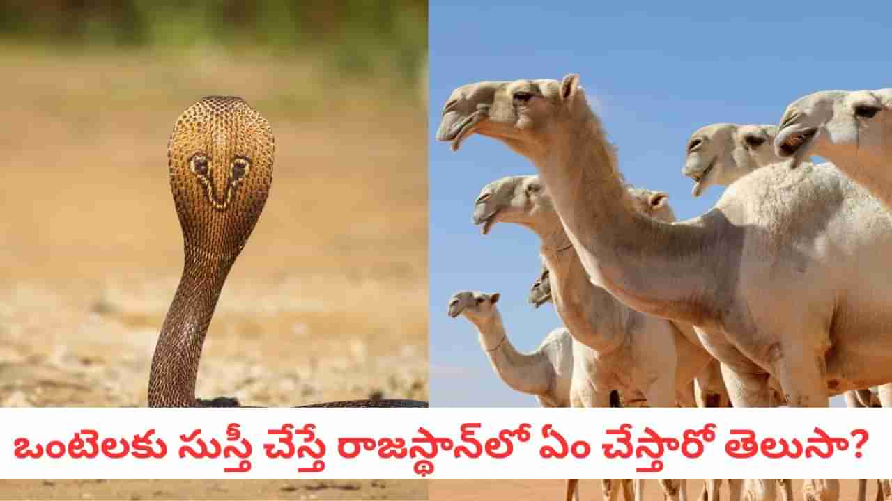 Camels And Snakes: ప్రాణాపాయంలో ఉన్న ఒంటెలను కాపాడటానికి ఏం చేస్తారో తెలిస్తే షాకే..