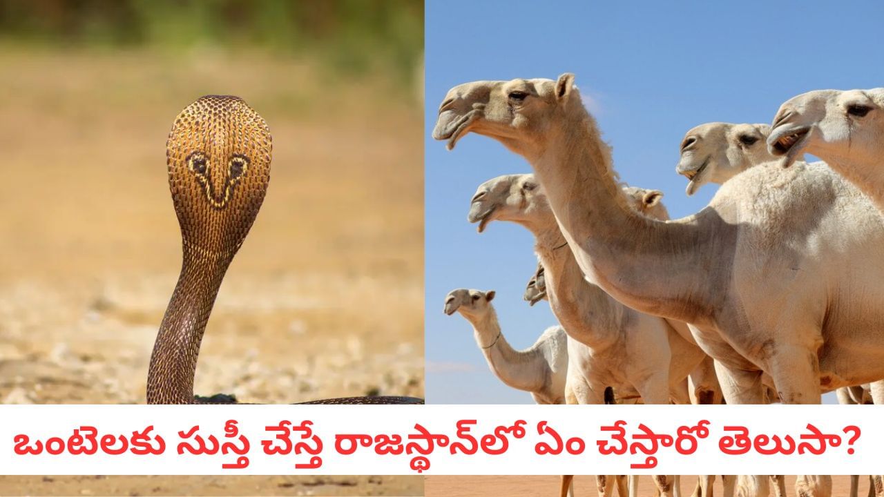 Camels And Snakes: ప్రాణాపాయంలో ఉన్న ఒంటెలను కాపాడటానికి ఏం చేస్తారో తెలిస్తే షాకే..