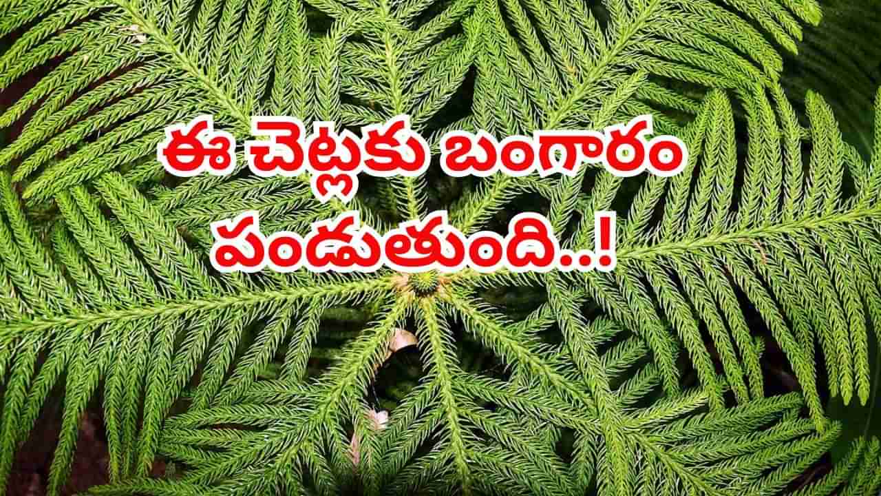 Gold in Trees: ఈ చెట్లకు బంగారం పండుతుంది..! శాస్త్రవేత్తల పరిశోధనతో సరికొత్త ఆధారం..