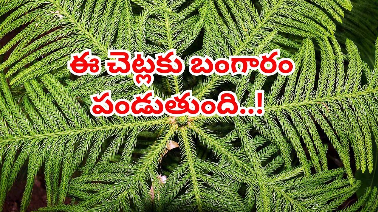 Gold in Trees: ఈ చెట్లకు బంగారం పండుతుంది..! శాస్త్రవేత్తల పరిశోధనతో సరికొత్త ఆధారం..