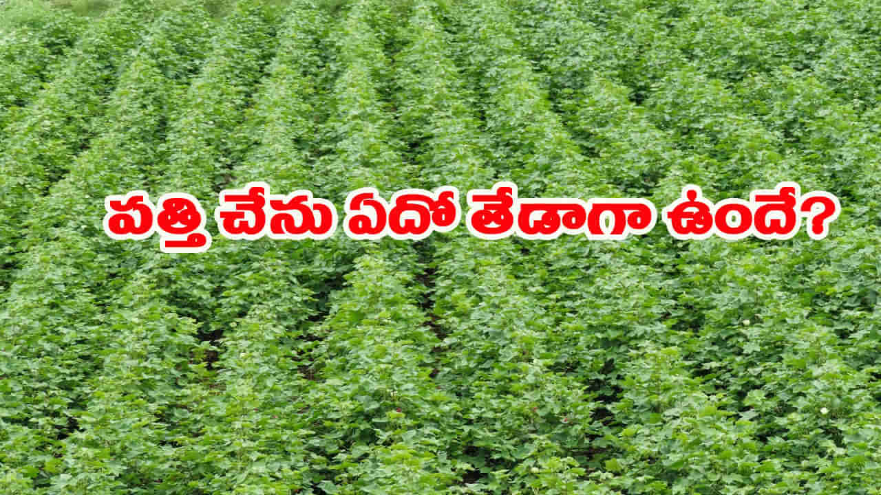 పత్తి చేనులో ఏదో తేడాగా ఉందంటూ సమాచారం.. పోలీసులు రావడంతో..!