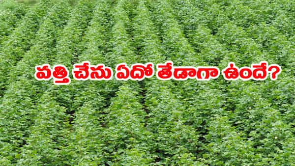 పత్తి చేనులో ఏదో తేడాగా ఉందంటూ సమాచారం.. పోలీసులు రావడంతో..!