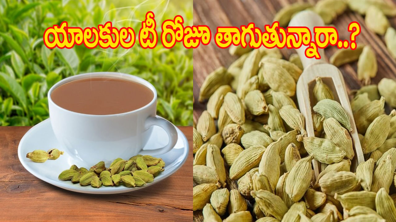 యాలకుల టీ రోజూ తాగుతున్నారా..? శరీరంలో జరిగేది ఇదే..! వైద్య నిపుణులు ఏం చెప్తున్నారో తెలిస్తే..