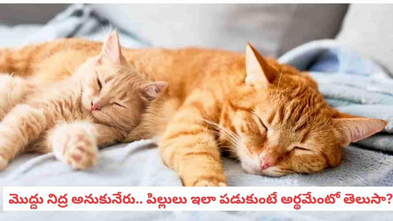 Cat Sleep: పిల్లులు ఎడమవైపే ఎందుకు పడుకుంటాయో తెలుసా?.. పెద్ద ప్లానింగే
