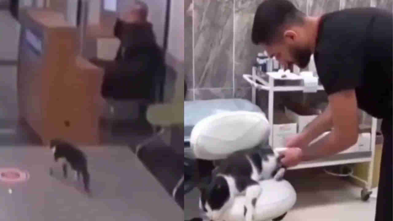 Viral Video: కుంటుకుంటూ స్వయంగా వైద్యుడి దగ్గరకు వెళ్లిన పిల్లి... దానికన్నీ తెలుసు.. మనుషులైతే బాబాల దగ్గరికి వెళ్లేవారంటున్న నెటిజన్స్‌