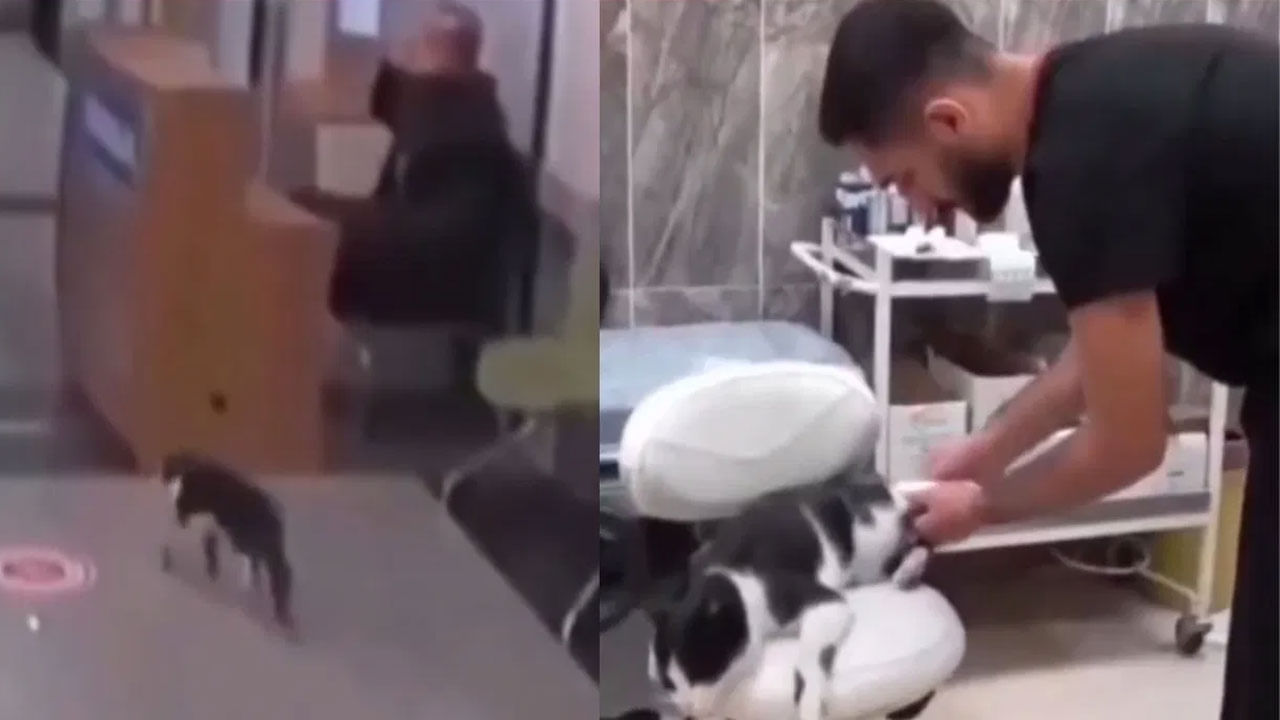 Viral Video: కుంటుకుంటూ స్వయంగా వైద్యుడి దగ్గరకు వెళ్లిన పిల్లి... దానికన్నీ తెలుసు.. మనుషులైతే బాబాల దగ్గరికి వెళ్లేవారంటున్న నెటిజన్స్‌