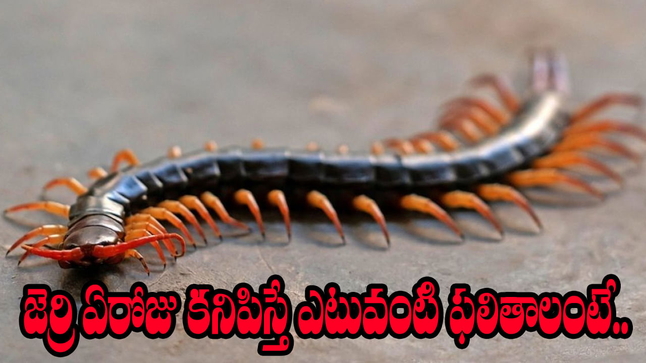 Vastu Tips: ఇంట్లో జెర్రి ఏ రోజున కనిపిస్తే ఎలాంటి ఫలితాలు కలుగుతాయో తెలుసా..