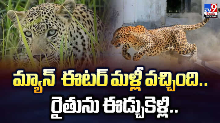 మ్యాన్ ఈటర్ మళ్లీ వచ్చింది.. రైతును ఈడ్చుకెళ్లి మ్యాన్ ఈటర్ మళ్లీ వచ్చింది.. రైతును ఈడ్చుకెళ్లి