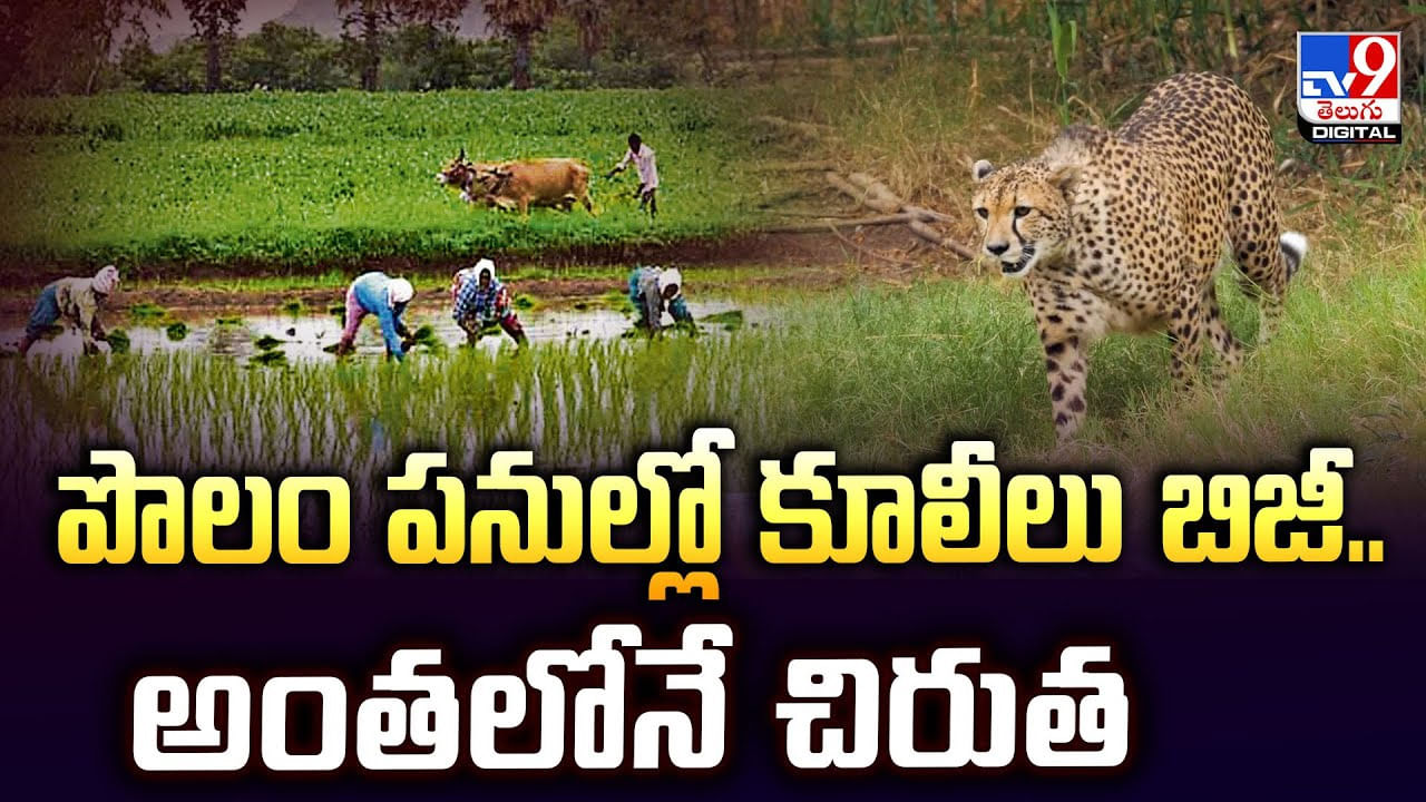 పొలం పనుల్లో కూలీలు బిజీ.. అంతలోనే చిరుత
