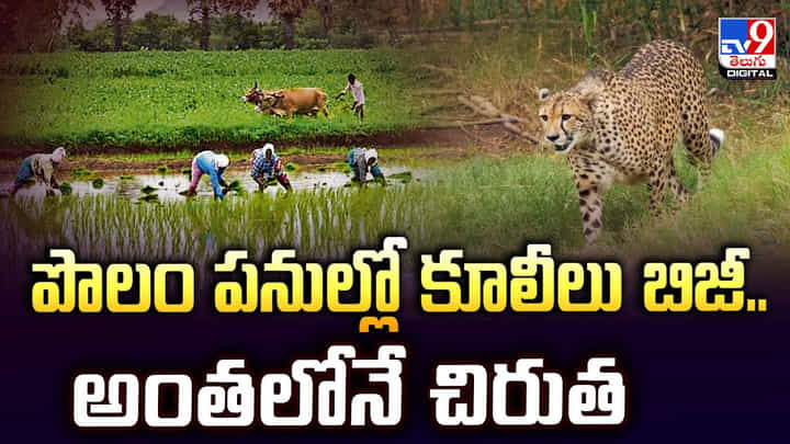 పొలం పనుల్లో కూలీలు బిజీ.. అంతలోనే చిరుత పొలం పనుల్లో కూలీలు బిజీ.. అంతలోనే చిరుత
