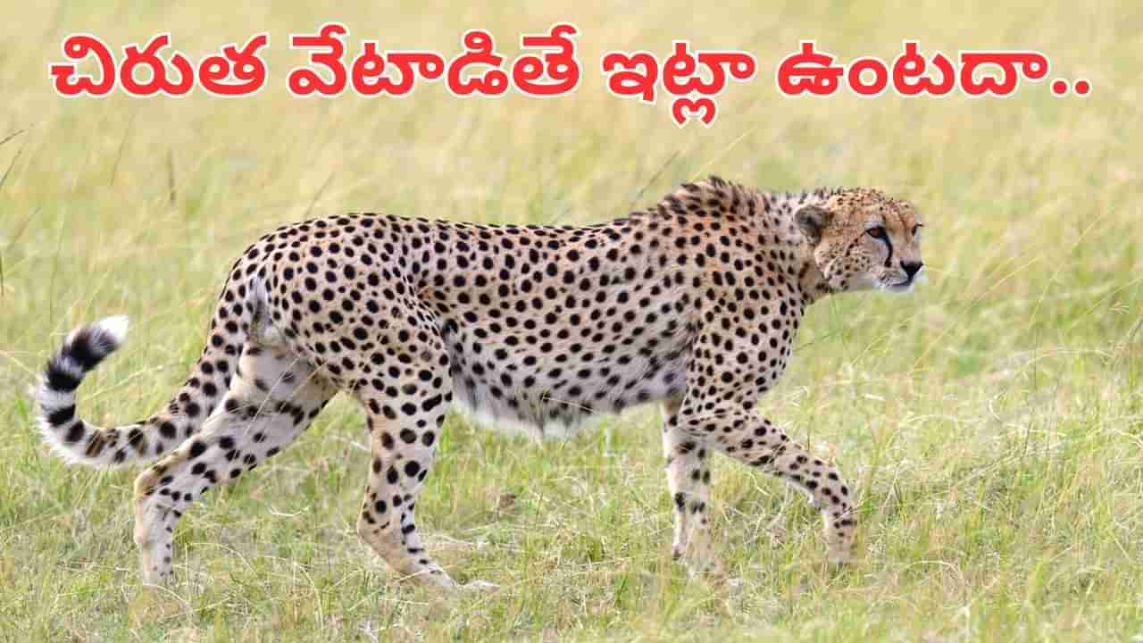 Viral Video: చిరుత వేటాడితే ఇలా ఉంటుందా.. ఈ వీడియో చూస్తే మైండ్ బ్లాంకే..