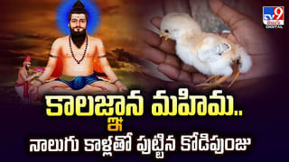 కింగ్ కోబ్రా తిరగబడితే ఎలా ఉంటుందో తెలుసా.. చూస్తే గుండె గల్లంతే