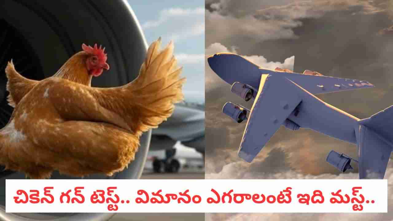 Chicken Gun Test: విమానం ఎగరడానికి ముందు చచ్చిన కోడిని ఇలా ఎందుకు విసురుతారో తెలుసా?