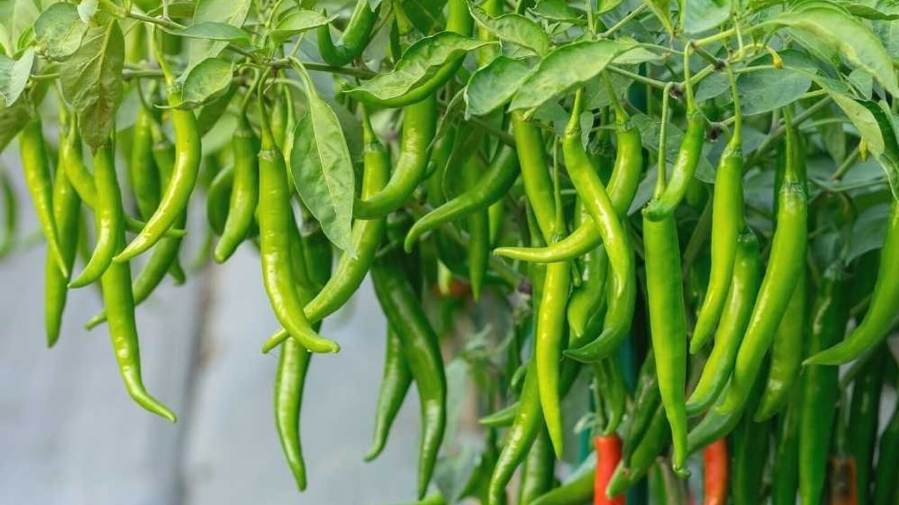 పండిన మిరప పండ్లు: మీరు ఎక్కువ పచ్చి మిరపకాయలు కొన్న కూడా అవి కొన్నిరోజుల్లోనే చెడిపోతాయి. ఇలా జరగకుండా నిరోధించడానికి, మీరు మార్కెట్ నుండి పచ్చిమిర్చిని కొనుగోలు చేసేటప్పుడు, పండిన పండ్లను, కాయలను శుభ్రం చేసేటప్పుడు విడిగా వేరు చేయండి. 