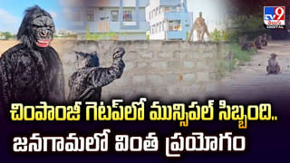 పంటపొలాల్లో చేపల సందడి.. సంచులతో ఎగబడ్డ జనం