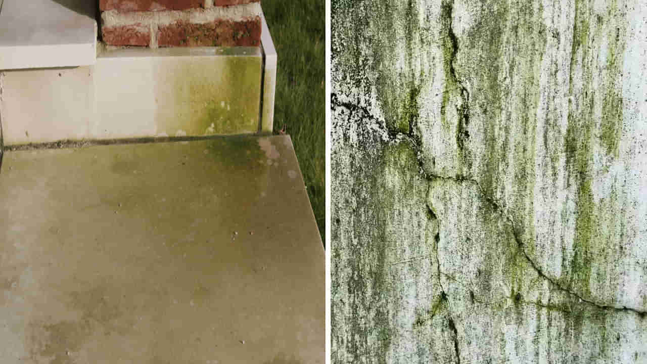 Cleaning Hacks: ఇంటి నేలపై, గోడలకు నాచు పట్టేసిందా.. ఈ సింపుల్ టిప్స్తో ఈజీగా శుభ్రం చేసుకోండి..