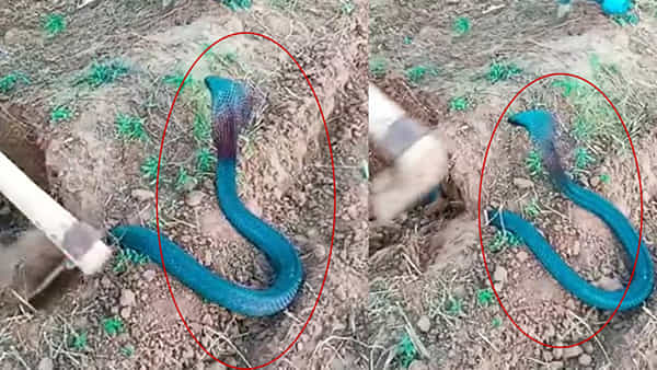 Snake Video: రైతు పొలం గెట్టు తవ్వుతుండగా ఉద్భవించిన నీలం రంగు నాగు..