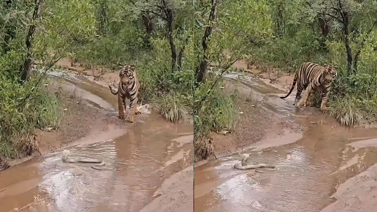 Viral Video: నాగుపాము వెళుతూ వెళుతూ పులి దిక్కు చూసింది..అంతే ఇగ!.. ఆ తర్వాత అక్కడ జరిగిన సీన్ చూడాల్సిందే!
