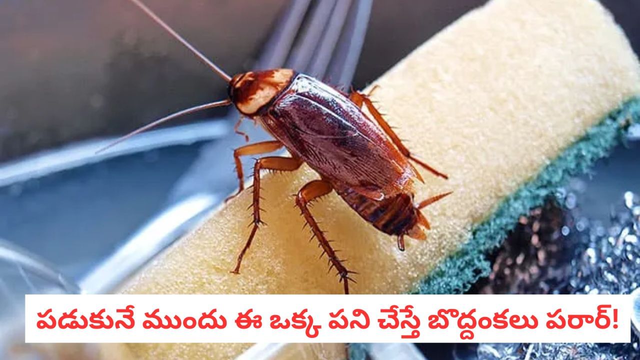 Kitchen Hacks: బొద్దింకలు, చీమలు ఇంట్లో లేకుండా పోవాలంటే.. ఈ ఒక్క చిట్కా చాలు!