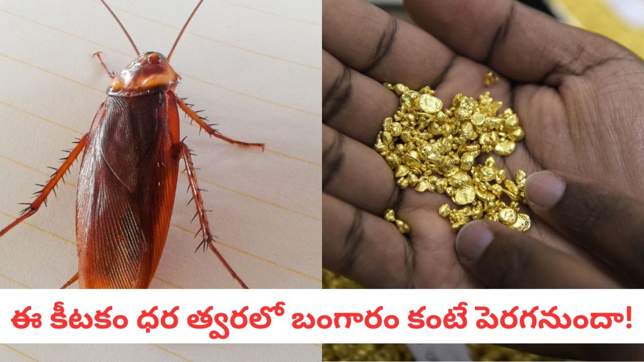 Telu Insect Cockroach: బంగారం కంటే విలువైన బొద్దింకలు.. మీరు కిచెన్లో చంపేస్తున్న ...