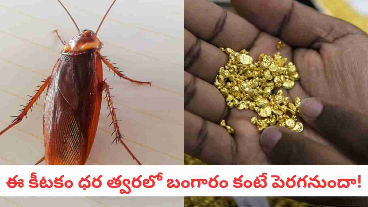 Cockroach: బంగారం కంటే విలువైన బొద్దింకలు.. మీరు కిచెన్లో చంపేస్తున్న ఈ కీటకం ధర కోట్లల్లో!