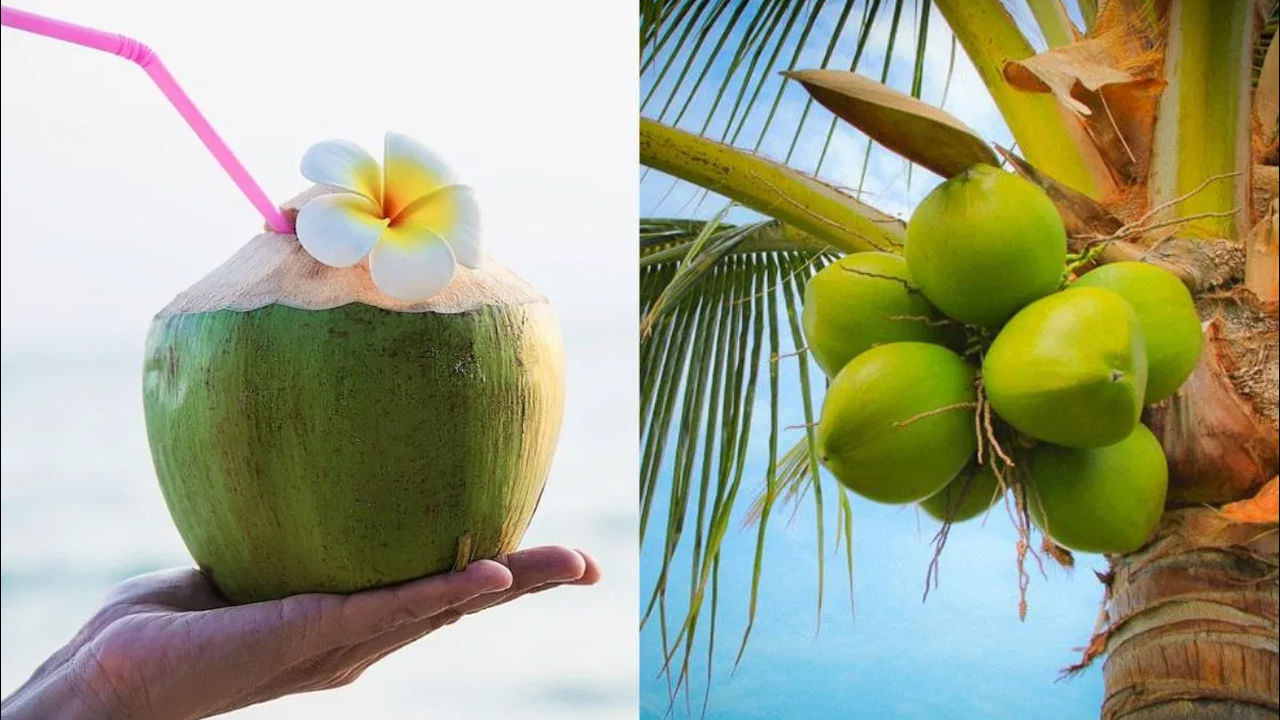 వేసవిలో కొబ్బరి నీళ్లు తాగడం వల్ల సాధారణంగా ప్రయోజనకరంగా పరిగణించబడుతుంది. ఎందుకంటే ఇది ఒంటికి చల్లదనాన్ని కలిగిస్తుంది. అయితే జలుబు, ఫ్లూతో బాధపడేవారు కొబ్బరి నీళ్లు తాగకుండా ఉండాలి. డయాబెటిస్ ఉన్నవారు కూడా వారానికి ఒకసారి మాత్రమే తాగాలి.