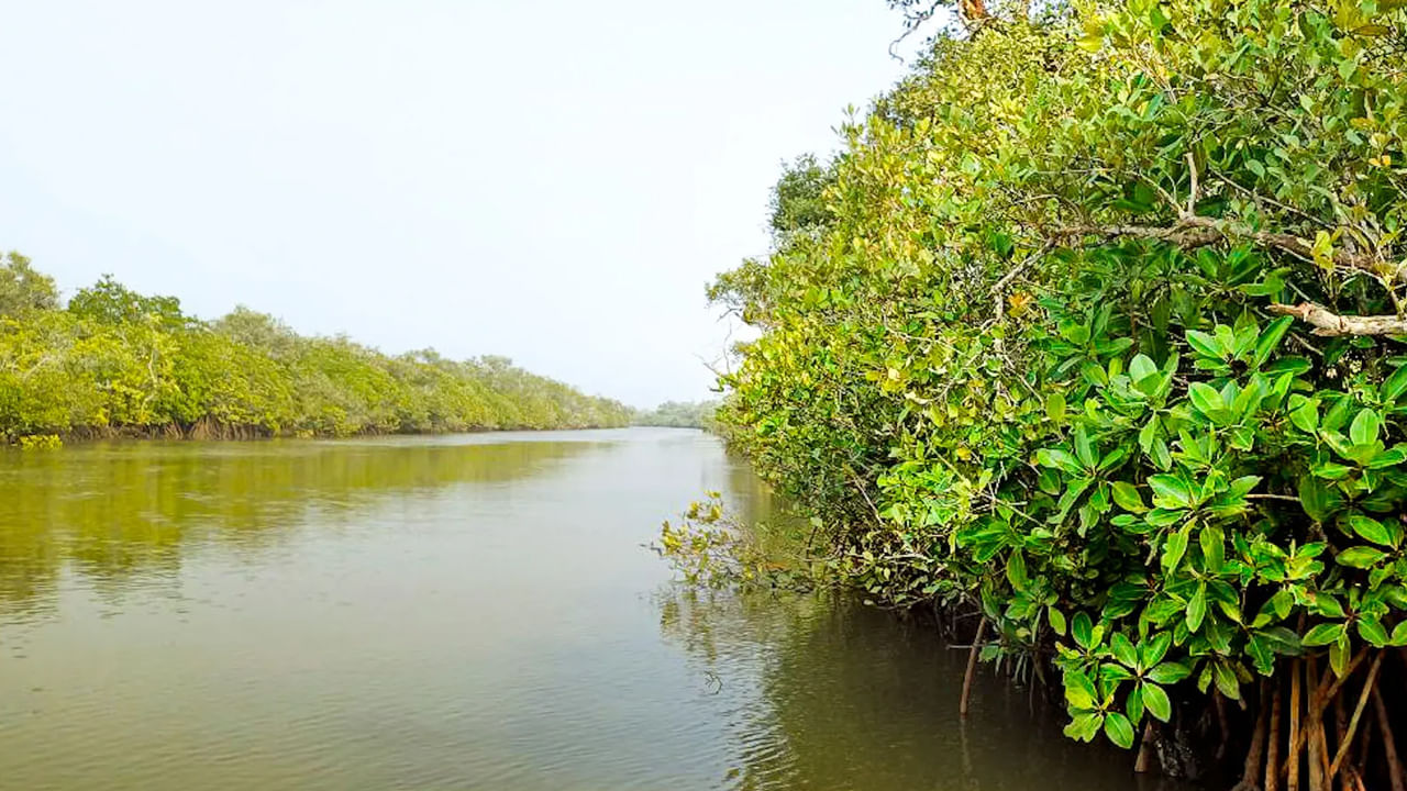 1978లో వన్యప్రాణి అభయారణ్యంగా ప్రకటించబడిన కొరింగా, 235 చదరపు కిలోమీటర్ల విస్తీర్ణంలో విస్తరించి ఉంది. గోదావరి నది ముఖద్వారంలో ఏర్పడిన ఈ అభయారణ్యం, వివిధ రకాల మొక్కలు, జంతువులకు నిలయం. 35 రకాల మడ అడవుల మొక్కలు, 24 కుటుంబాలకు చెందినవి.