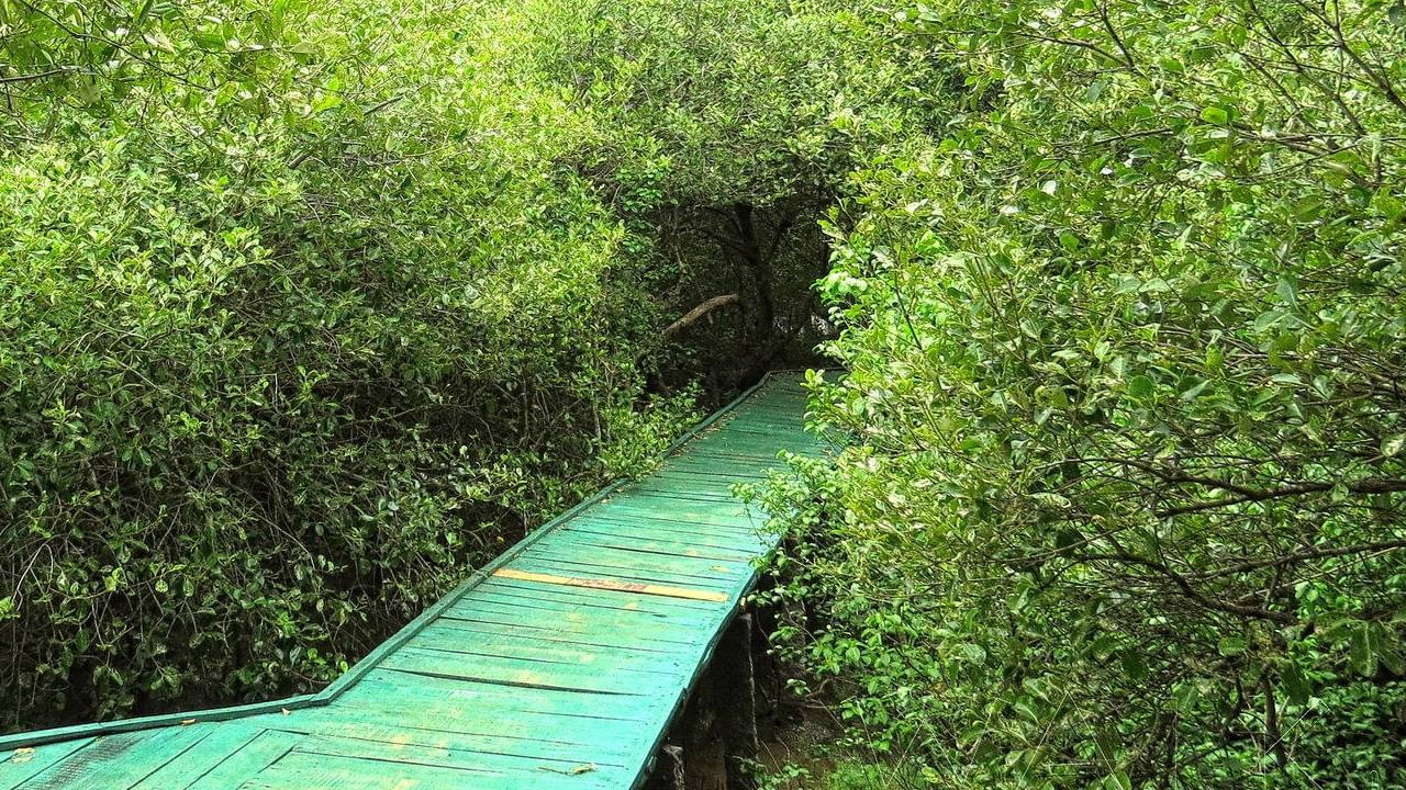 కొరింగా ఆంధ్రప్రదేశ్‌లోని దాగి ఉన్న ఒక అపురూపమైన ప్రదేశం. కాకినాడ జిల్లా కేంద్రంనుంచి 20 కిలోమీటర్ల దూరంలో ఉన్న ప్రాంతం. ఇది అందమైన మడ అడవులకు, అరుదైన జీవజాలానికి ప్రసిద్ధి చెందింది.