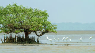PM Modi in Kurnool Highlights: చంద్రబాబు, పవన్ రూపంలో.. ఏపీకి శక్తివంతమైన నాయకత్వం ఉంది: ప్రధాని మోదీ