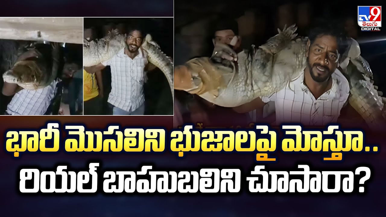 భారీ మొసలిని భుజాలపై మోస్తూ.. రియల్ బాహుబలి భారీ మొసలిని భుజాలపై మోస్తూ.. రియల్ బాహుబలి