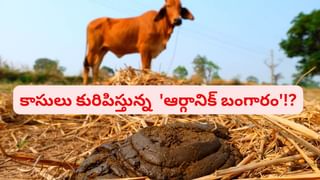 Gold Mines: బయటపడ్డ రూ. 60 లక్షల కోట్ల బంగారు నిధి.. భారత్‌ జాక్‌పాట్‌ కొడుతుందా?