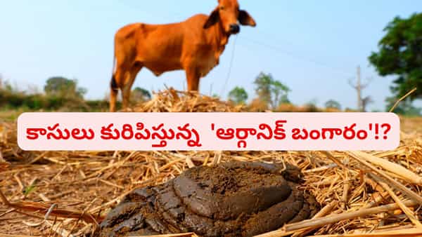 Cow Dungs Global Demand: కాసులు కురిపిస్తున్నఆర్గానిక్ బంగారం..ప్రపంచవ్యాప్తంగా డిమాండ్..! అదేంటంటే..