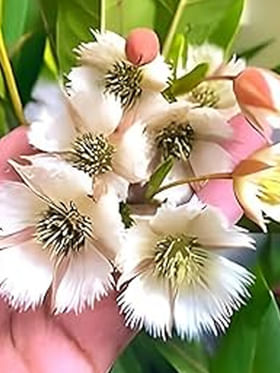 ఇంట్లో సిరులు కురిపించే మొక్క.. కార్తీక పౌర్ణమి రోజు శివుడికి సమర్పిస్తే ఎంతో మంచిది!