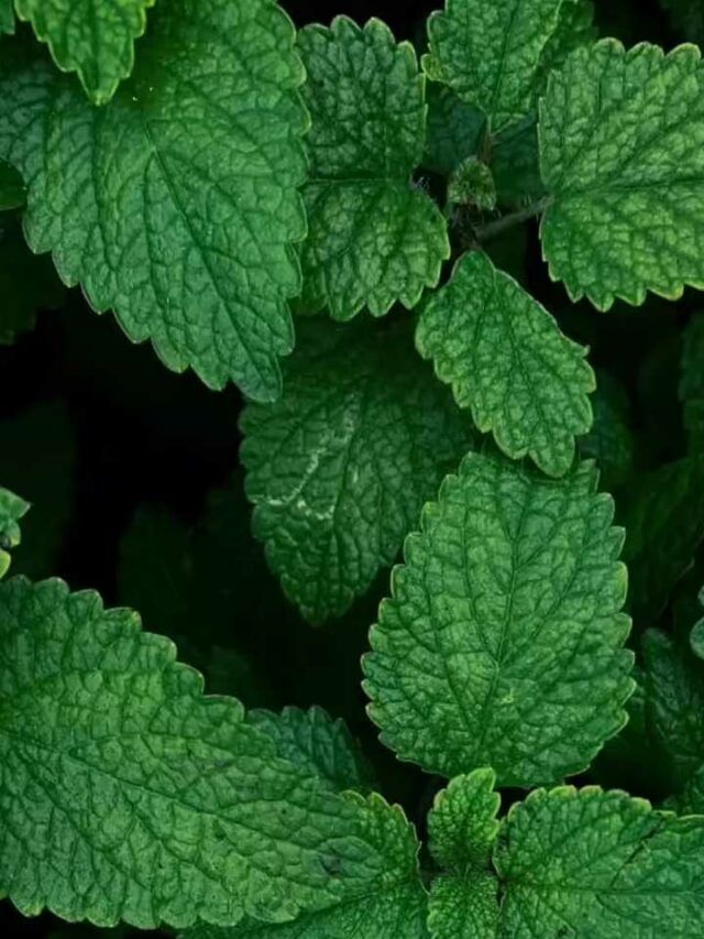 ఇంట్లో పుదీనా మొక్క పెంచుకోవాలా?.. సింపుల్ టిప్స్ మీ కోసం!