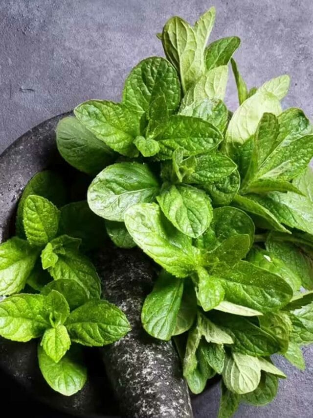 పుదీనా చేసే మేలే వేరు.. దీన్ని తినడం వలన చెప్పలేనన్ని లాభాలు!