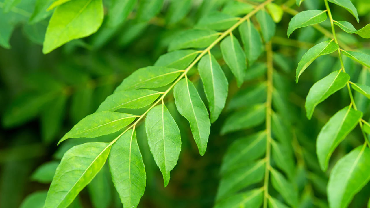 జుట్టు రాలడానికి కారణం కుదుళ్ళు ఆరోగ్యంగా లేకపోవడమే.. ఇందుకు ప్రోటీన్ లోపం, ఐరన్ లోపం. ఈ రెండు లోపాల కారణంగా జుట్టు రాలుతుంది. అయితే, కరివేపాకు తింటే ఈ సమస్యలు దూరమవుతాయి. కరివేపాకులో విటమిన్ బి12, విటమిన్ ఇ జుట్టు రాలడాన్ని తగ్గిస్తాయి.