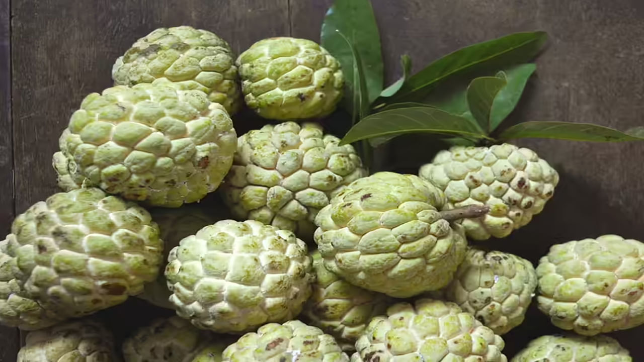 సీతాఫలం ఆరోగ్య ప్రయోజనాలు: సీతాఫలం పోషకాలకు నిలయం, ఇందులో విటమిన్ సి, ప్రోటీన్లు, కార్బోహైడ్రేట్లు, ఫైబర్, కాల్షియం, మెగ్నీషియం, పొటాషియం వంటి అనేక విటమిన్లు, ఖనిజాలు ఉంటాయి. విటమిన్ సి యాంటీఆక్సిడెంట్‌గా పనిచేస్తుంది. ఫ్రీ రాడికల్స్‌ను తొలగించడం ద్వారా శరీరాన్ని రక్షిస్తుంది. ఇది రోగనిరోధక శక్తిని పెంచడానికి, చర్మ ఆరోగ్యాన్ని కాపాడుకోవడానికి, మొత్తం ఆరోగ్యాన్ని మెరుగుపరచడంలో సహాయపడుతుంది. సీతాఫలం ఆరోగ్యకరమైన పండు అయినప్పటికీ, దానిని తినేటప్పుడు మితంగా తీసుకోవడం చాలా ముఖ్యం. ముఖ్యంగా, ఆరోగ్య సమస్యలు ఉన్నవారు లేదా అతిగా తినే వారు జాగ్రత్తగా ఉండాలి.