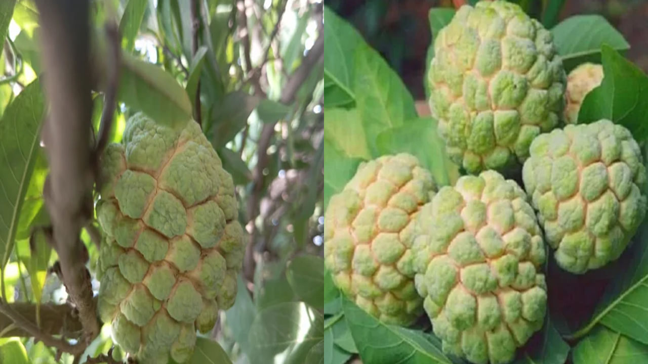 అలెర్జీలు ఉన్నవారు: కొంతమందికి సీతాఫలం తిన్న తర్వాత దురద, దద్దుర్లు, చికాకు లేదా ఇతర అలెర్జీ లక్షణాలు కనిపించవచ్చు. అలాంటి లక్షణాలు కనిపిస్తే, సీతాఫలం తినకుండా ఉండటం మంచిది.