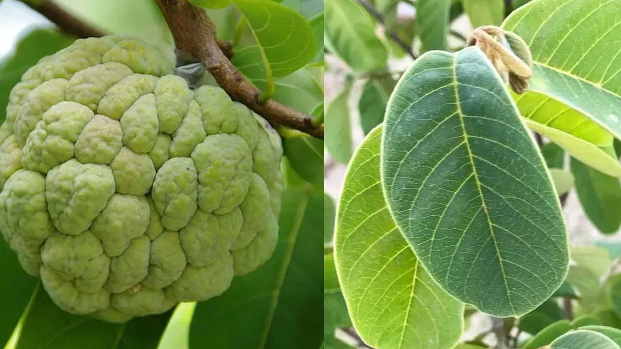 సీతాఫలం అంటే చాలా మందికి ఇష్టం ఉంటుంది. చిన్న పిల్లల నుంచి పెద్ద వారి వరకు ప్రతి ఒక్కరూ సీతాఫలాలను చాలా ఇష్టంగా తింటారు. వీటి రుచి కూడా చాలా అద్భుతంగా ఉండటంతో వీటిని తినడానికి ఎక్కువగా ఇష్టపడతారు.  ఇక సీతాఫలంలో ఉండే పోషకాలు, ఆరోగ్యానికి మేలు చేస్తాయి. అయితే సీతాఫలంలోనే కాకుండా వీటి ఆకుల్లో కూడా అనేక పోషకాలు ఉన్నాయంటున్నారు నిపుణులు.