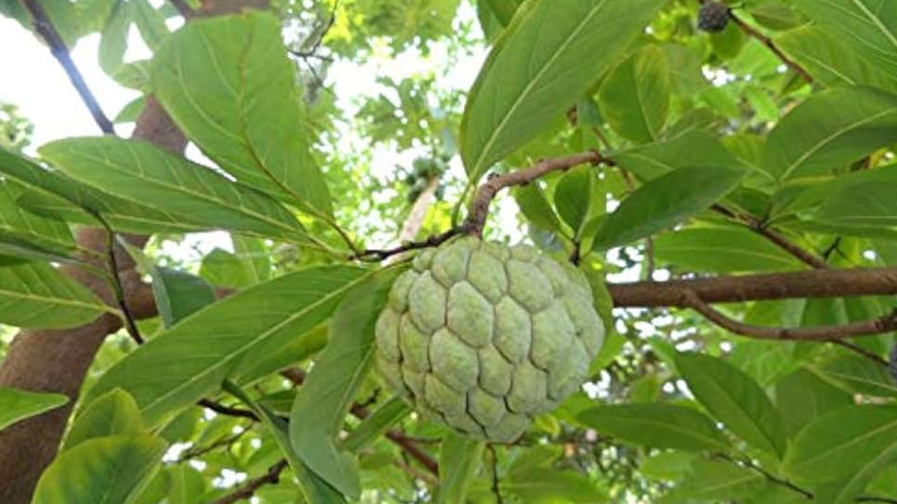 అధిక ఐరన్ సమస్యలు ఉన్నవారు: సీతాఫలం ఇనుముకు మంచి మూలం. అయితే, అధికంగా తీసుకుంటే అది శరీరంలో ఇనుము స్థాయిలను పెంచుతుంది. కడుపు నొప్పి, వికారం, మలబద్ధకం, కడుపు పొర వాపు, పూతల వంటి సమస్యలను కలిగిస్తుంది.