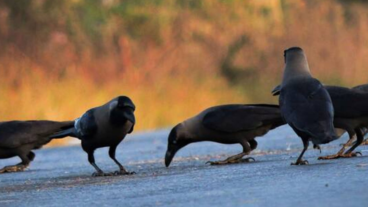 
కాకి: దీపావళి శుభ సందర్భంగా మీరు కాకిని చూసినా.. ఇంటి ఆవరణలోకి కాకి వచ్చినా.. అది మీ పూర్వీకుల నుంచి మీకు ఆశీర్వాదం లభిస్తున్నట్లు సంకేతం కావచ్చు. శాస్త్రాలలో కాకిని పూర్వీకుల చిహ్నంగా పేర్కొన్నారు. కనుక దీపావళి వంటి పండగ రోజున కాకి మీ ప్రాంగణంలో లేదా టెర్రస్‌పై వాలితే.. మీరు మీ పూర్వీకుల నుంచి ఆశీర్వాదం లభిస్తుందని నమ్మకం. 
